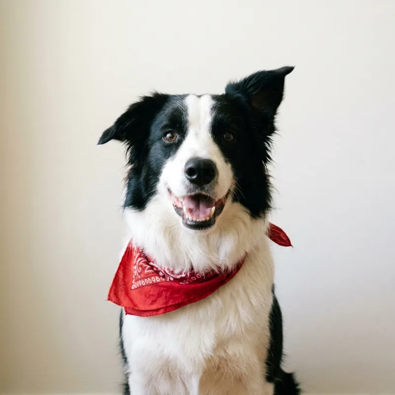 A black and white dog in a red bandana, the photo